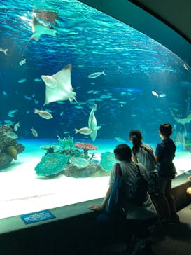 サンシャイン水族館に投稿された画像（2021/7/17）