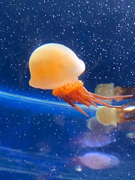 新江ノ島水族館に投稿された画像（2021/7/17）