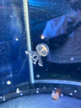 新江ノ島水族館に投稿された画像（2021/7/17）