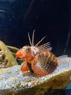 新江ノ島水族館に投稿された画像（2021/7/17）