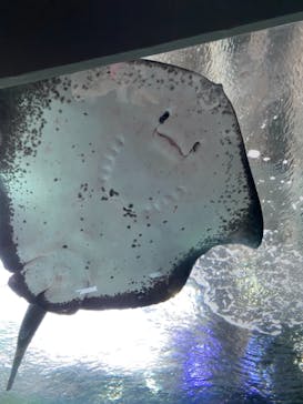 新江ノ島水族館に投稿された画像（2021/7/17）