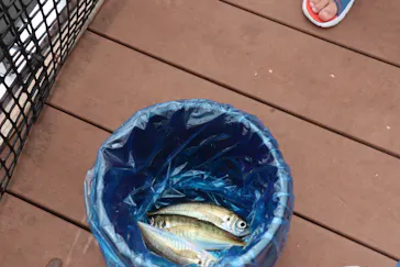 横浜・八景島シーパラダイスに投稿された画像（2021/7/17）