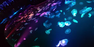 すみだ水族館に投稿された画像（2021/7/17）