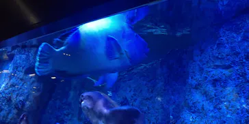 すみだ水族館に投稿された画像（2021/7/17）