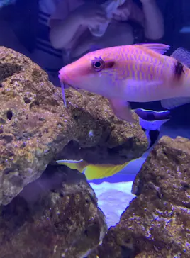 すみだ水族館に投稿された画像（2021/7/17）