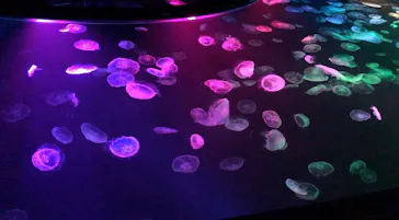 すみだ水族館に投稿された画像（2021/7/17）