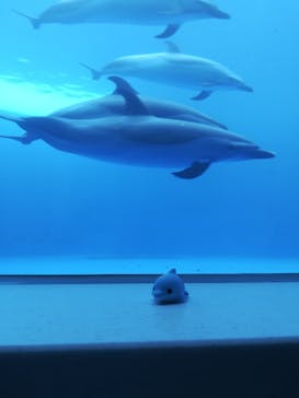 四国水族館に投稿された画像（2021/7/17）