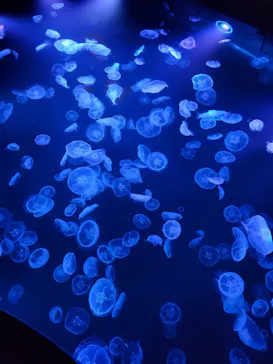 すみだ水族館に投稿された画像（2021/7/17）