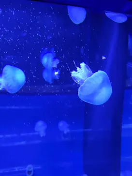 すみだ水族館に投稿された画像（2021/7/17）