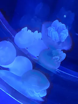 すみだ水族館に投稿された画像（2021/7/17）