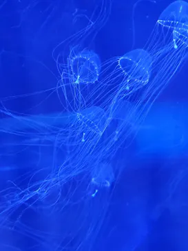 すみだ水族館に投稿された画像（2021/7/17）