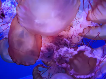 すみだ水族館に投稿された画像（2021/7/17）