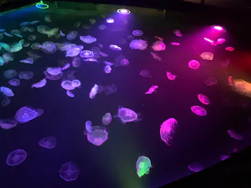 すみだ水族館に投稿された画像（2021/7/17）