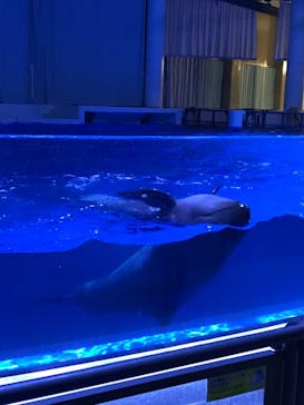 アクアワールド茨城県大洗水族館に投稿された画像（2021/7/17）