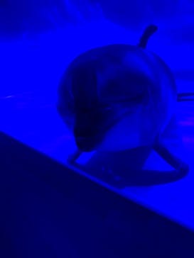 アクアワールド茨城県大洗水族館に投稿された画像（2021/7/17）