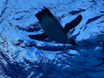 サンシャイン水族館に投稿された画像（2021/7/17）