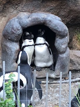 サンシャイン水族館に投稿された画像（2021/7/17）