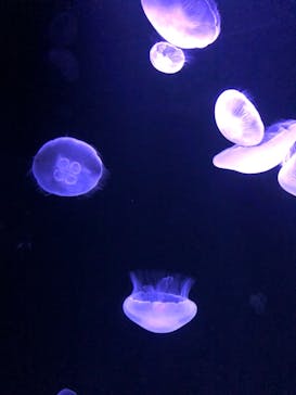 サンシャイン水族館に投稿された画像（2021/7/17）