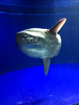 サンシャイン水族館に投稿された画像（2021/7/17）