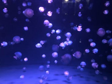 京都水族館に投稿された画像（2021/7/17）