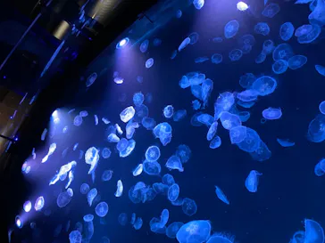 すみだ水族館に投稿された画像（2021/7/17）