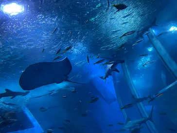 横浜・八景島シーパラダイスに投稿された画像（2021/7/18）