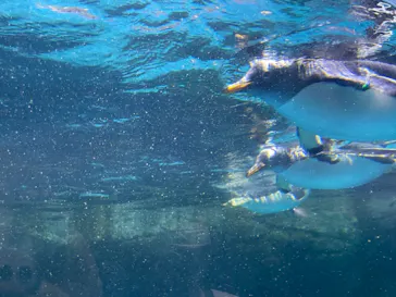 横浜・八景島シーパラダイスに投稿された画像（2021/7/18）