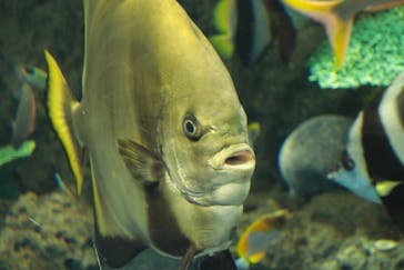 アクアワールド茨城県大洗水族館に投稿された画像（2021/7/18）