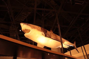 アクアワールド茨城県大洗水族館に投稿された画像（2021/7/18）