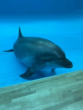 アクアワールド茨城県大洗水族館に投稿された画像（2021/7/18）