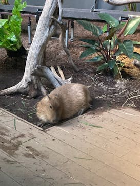 カワスイ 川崎⽔族館に投稿された画像（2021/7/18）