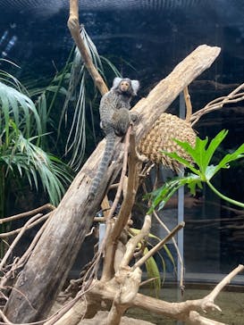 カワスイ 川崎⽔族館に投稿された画像（2021/7/18）