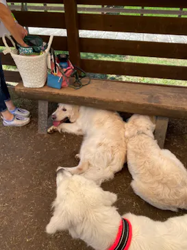 わんダフルネイチャーヴィレッジに投稿された画像（2021/7/18）