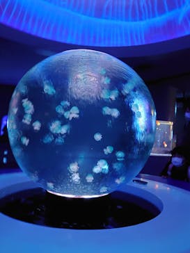 新江ノ島水族館に投稿された画像（2021/7/18）