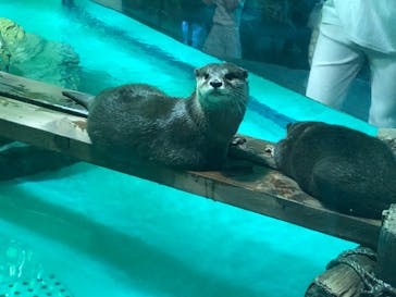 しながわ水族館に投稿された画像（2021/7/18）