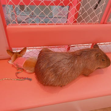 原宿かわいい動物園に投稿された画像（2021/7/18）