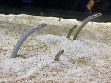 すみだ水族館に投稿された画像（2021/7/18）