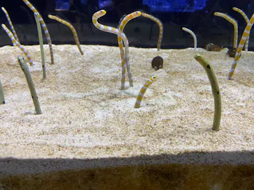 すみだ水族館に投稿された画像（2021/7/18）