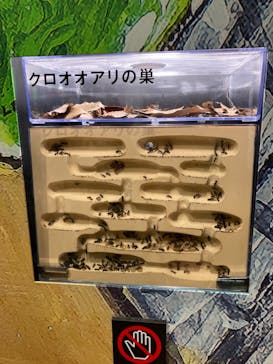 特別展「昆虫」(名古屋市科学館)に投稿された画像（2021/7/18）