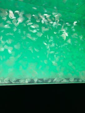 アクアワールド茨城県大洗水族館に投稿された画像（2021/7/18）