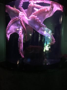 サンシャイン水族館に投稿された画像（2021/7/18）