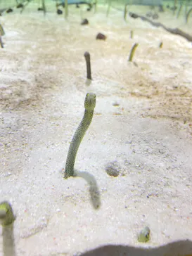 すみだ水族館に投稿された画像（2021/7/18）