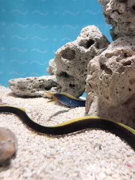 しながわ水族館に投稿された画像（2021/7/18）