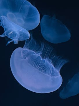 サンシャイン水族館に投稿された画像（2021/7/18）