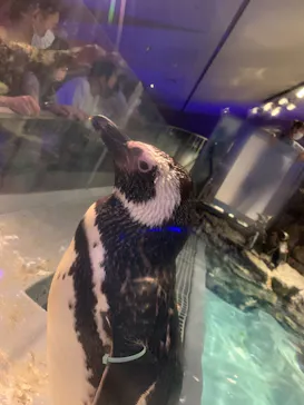 すみだ水族館に投稿された画像（2021/7/18）