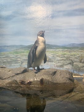 新江ノ島水族館に投稿された画像（2021/7/18）