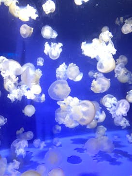 新江ノ島水族館に投稿された画像（2021/7/18）