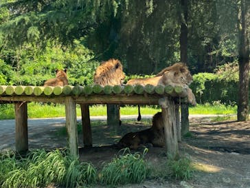 群馬サファリパークに投稿された画像（2021/7/18）