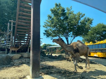 群馬サファリパークに投稿された画像（2021/7/18）