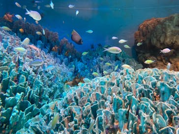 サンシャイン水族館に投稿された画像（2021/7/18）